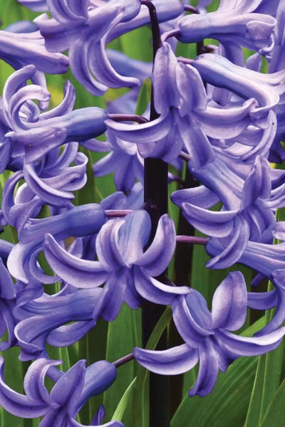 Brian Wolf: Hyacinths by Brian Wolf