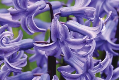 Hyacinths Up Close by Brian Wolf art print