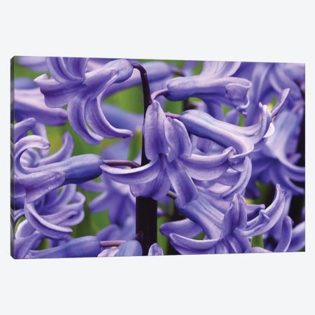 Hyacinths Up Close Canvas Print #BWF435} by Brian Wolf Canvas Artwork