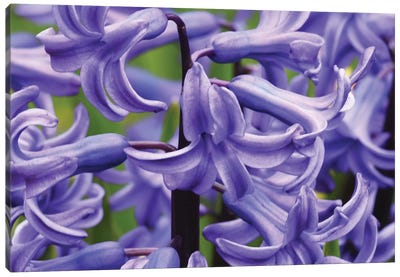 Hyacinths Up Close Canvas Art Print