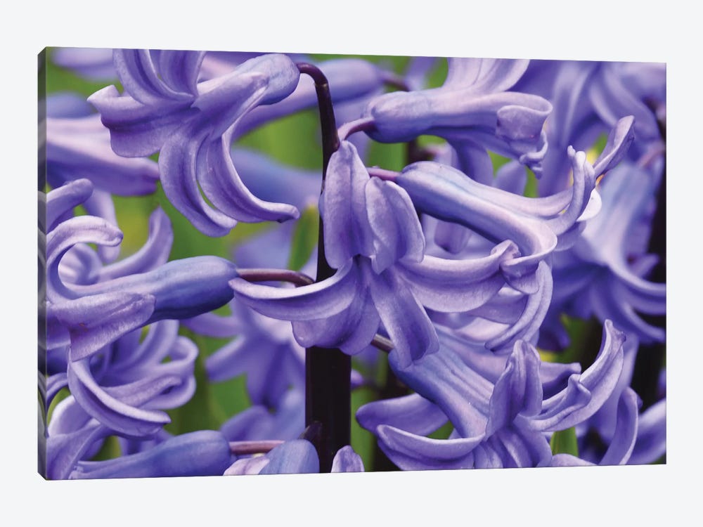 Hyacinths Up Close by Brian Wolf 1-piece Canvas Wall Art