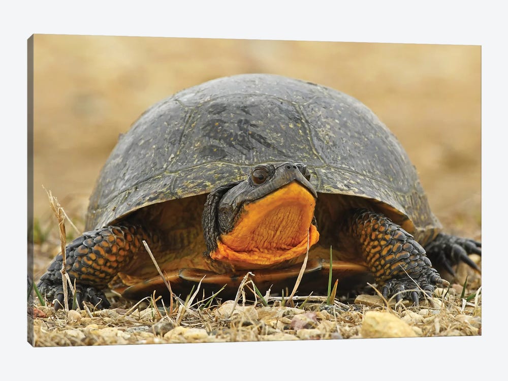 Endangered Blanding's Turtle by Brian Wolf 1-piece Canvas Print