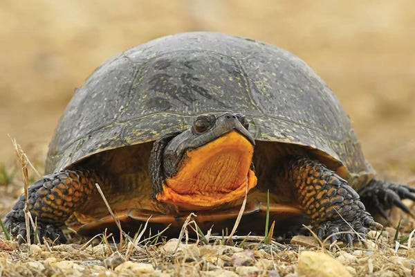 Brian Wolf: Endangered Blanding's Turtle by Brian Wolf