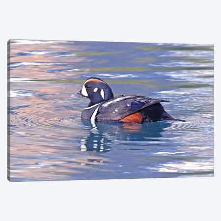 Harlequin Duck Canvas Print #BWF439} by Brian Wolf Canvas Art Print
