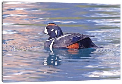 Harlequin Duck Canvas Art Print - Duck Art