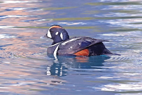 Brian Wolf: Harlequin Duck by Brian Wolf