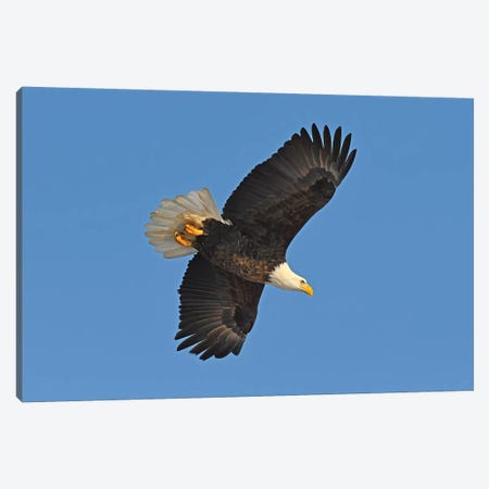 Bald Eagle In Flight Canvas Print #BWF43} by Brian Wolf Canvas Print