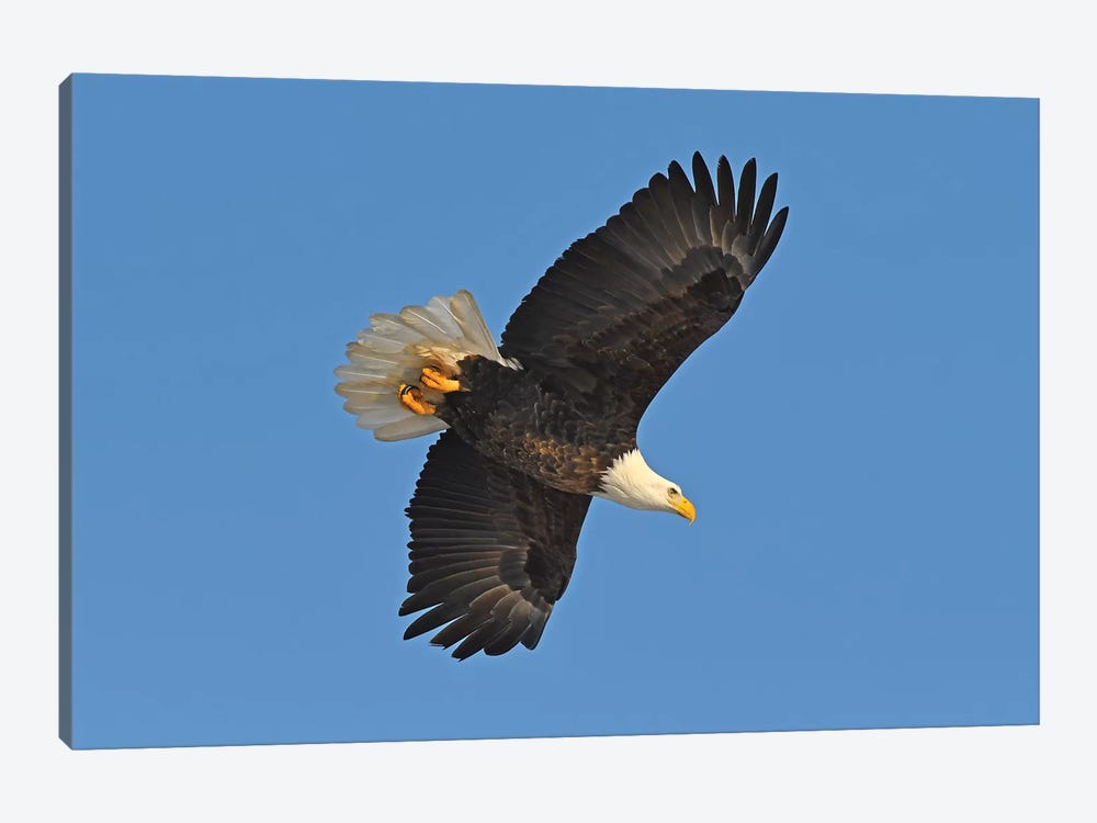 Bald Eagle In Flight by Brian Wolf 1-piece Canvas Print