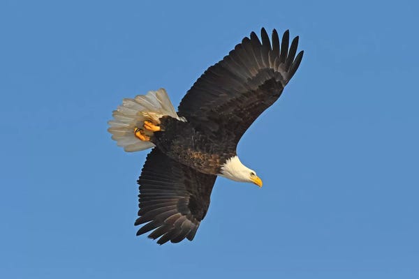Brian Wolf: Bald Eagle In Flight by Brian Wolf