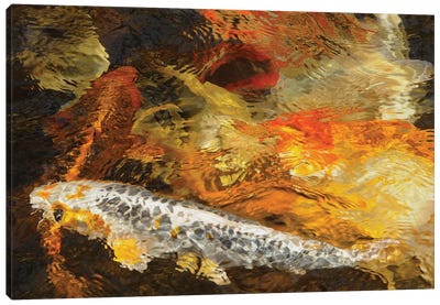 Koi Colors - Abstract Canvas Art Print - Koi Fish Art