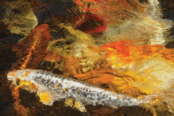 Brian Wolf: Koi Colors - Abstract by Brian Wolf