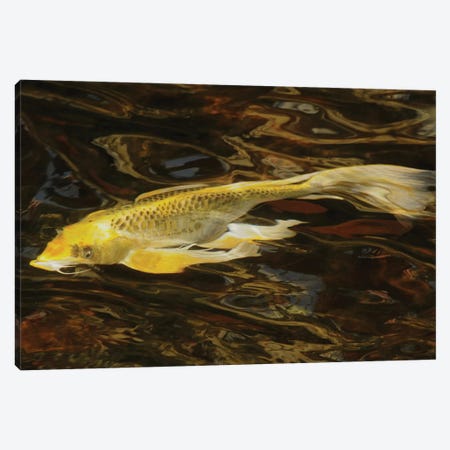 Fancy Koi - Abstract Canvas Print #BWF441} by Brian Wolf Canvas Art