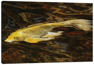 Fancy Koi - Abstract Canvas Art Print - Koi Fish Art