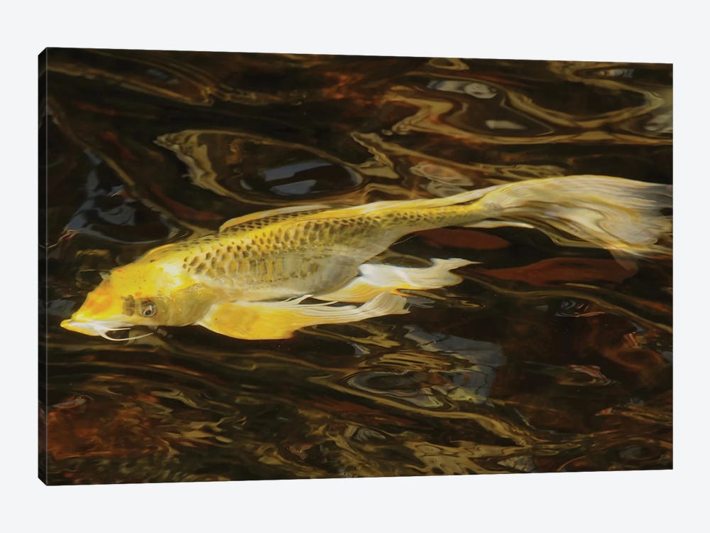 Fancy Koi - Abstract by Brian Wolf 1-piece Canvas Art Print