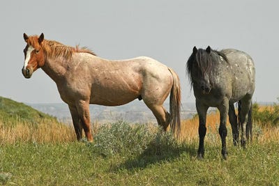 Wild Horses On The Ridge by Brian Wolf canvas print