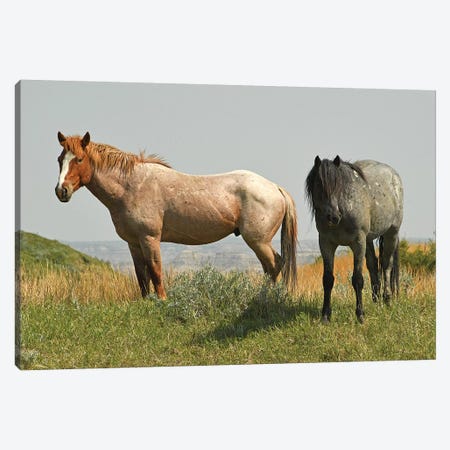 Wild Horses On The Ridge Canvas Print #BWF443} by Brian Wolf Canvas Artwork
