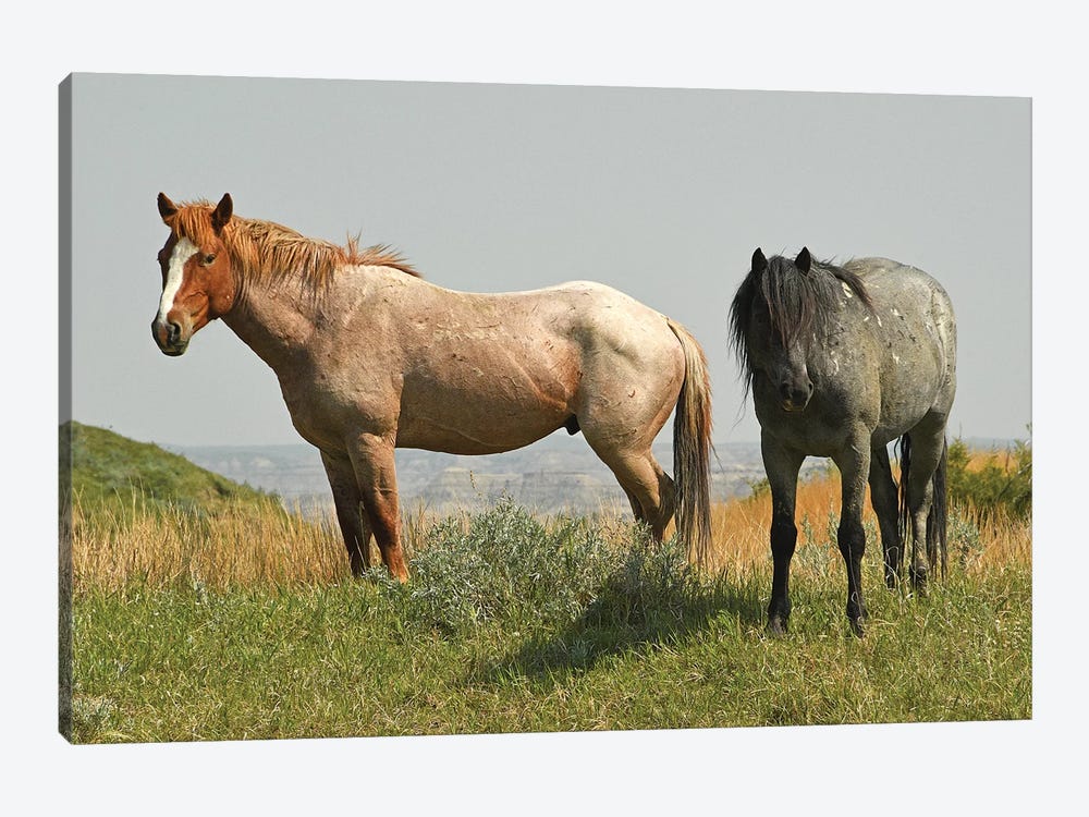 Wild Horses On The Ridge by Brian Wolf 1-piece Canvas Art Print