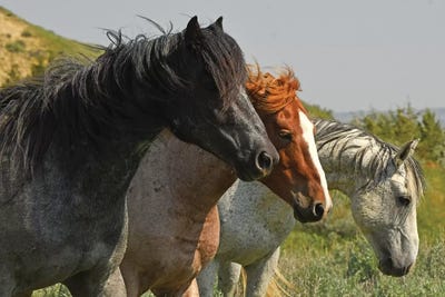 Three Amigos by Brian Wolf canvas print