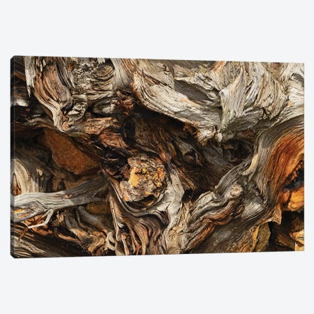 Tree Root Abstract Canvas Print #BWF448} by Brian Wolf Canvas Art