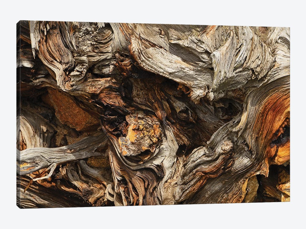 Tree Root Abstract by Brian Wolf 1-piece Canvas Wall Art