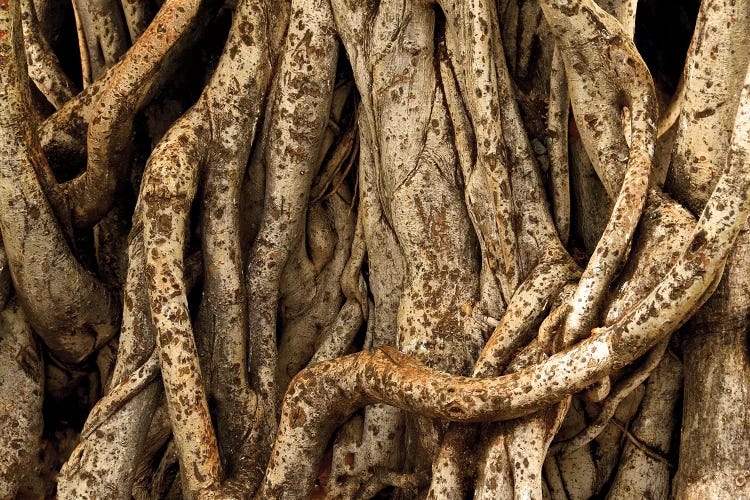 Banyon Tree Roots by Brian Wolf wall art