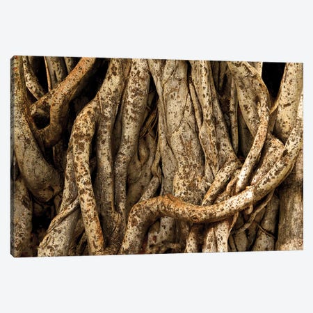 Banyon Tree Roots Canvas Print #BWF44} by Brian Wolf Canvas Artwork
