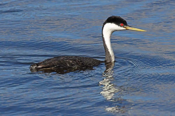 Brian Wolf: Western Grebe by Brian Wolf