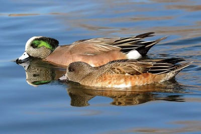 Widgeon Pair by Brian Wolf canvas print