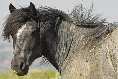 The Stallion by Brian Wolf canvas print