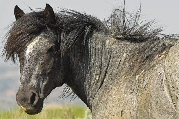 Brian Wolf: The Stallion by Brian Wolf