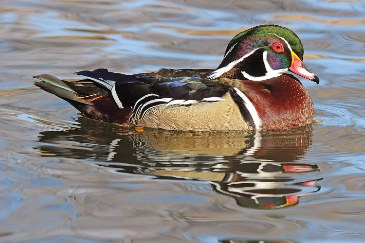 Wood Duck Drake