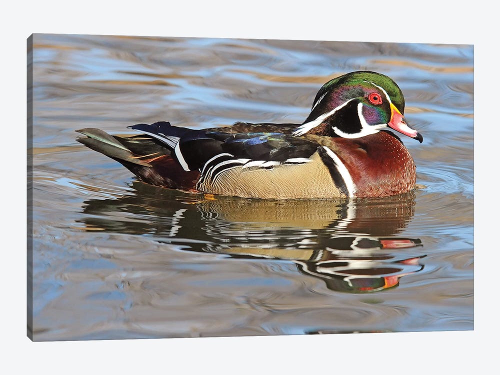 Wood Duck Drake by Brian Wolf 1-piece Canvas Print