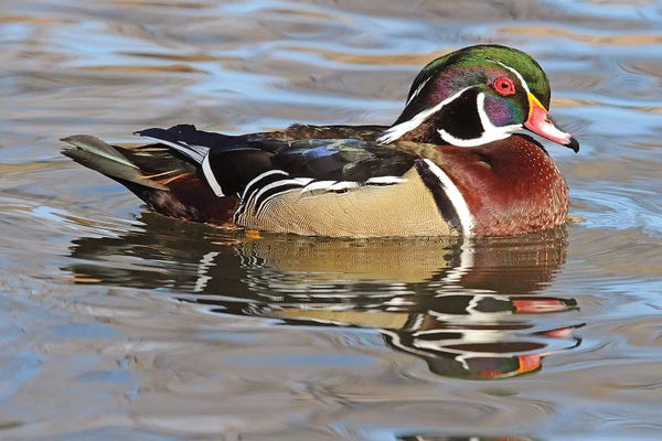 Brian Wolf: Wood Duck Drake by Brian Wolf