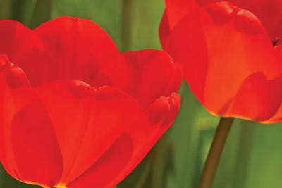 Backlit Red Tulips by Brian Wolf art print