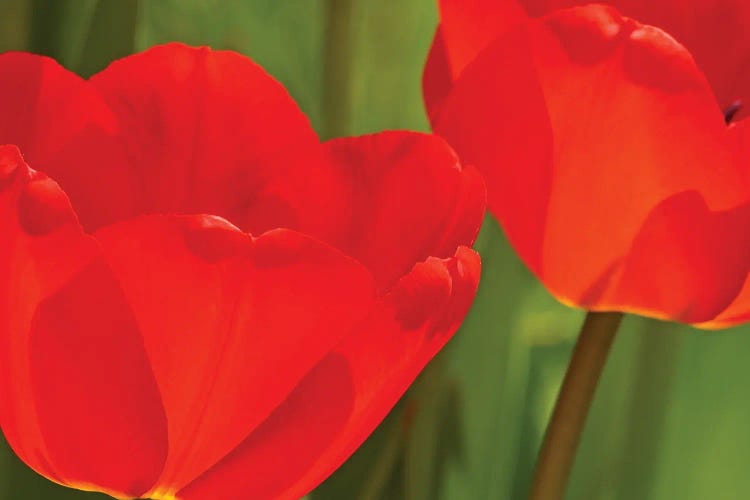 Backlit Red Tulips