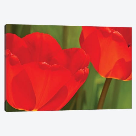 Backlit Red Tulips Canvas Print #BWF455} by Brian Wolf Canvas Artwork
