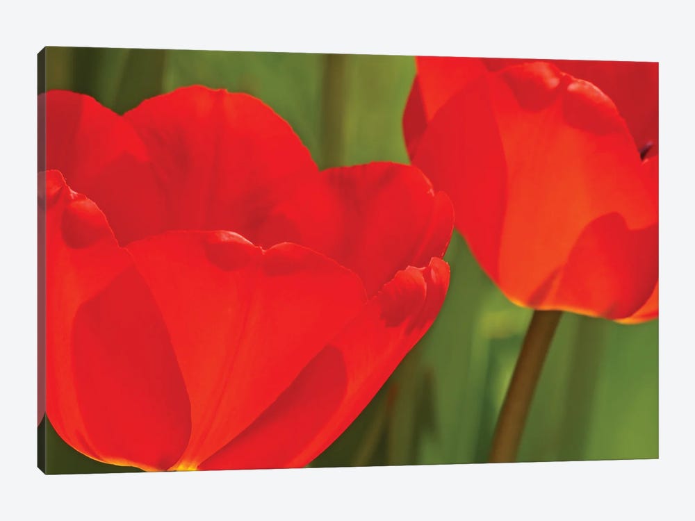 Backlit Red Tulips by Brian Wolf 1-piece Canvas Wall Art