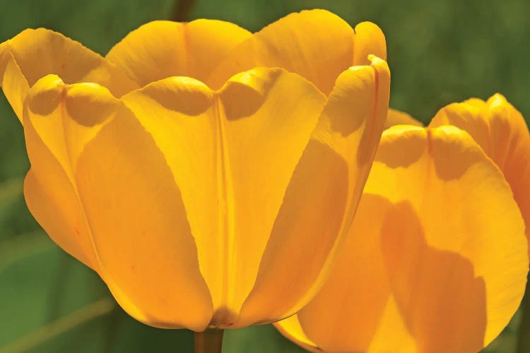 Backlit Yellow Tulips