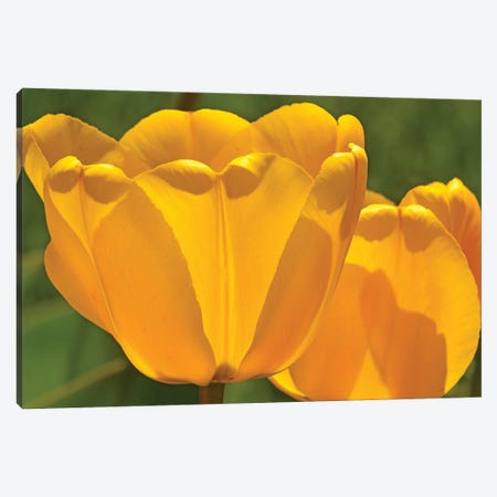 Backlit Yellow Tulips Canvas Print #BWF456} by Brian Wolf Canvas Art