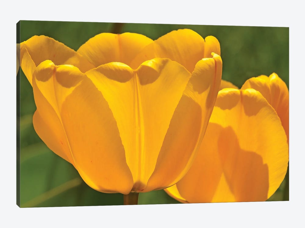 Backlit Yellow Tulips by Brian Wolf 1-piece Canvas Art Print