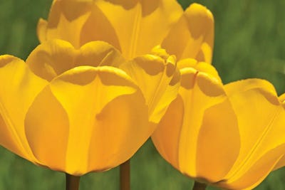 Backlit Yellow Tulip Trio by Brian Wolf art print