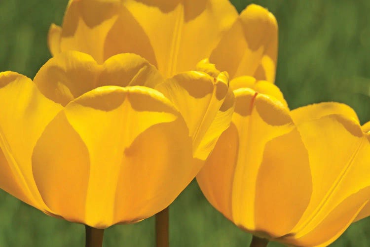 Backlit Yellow Tulip Trio