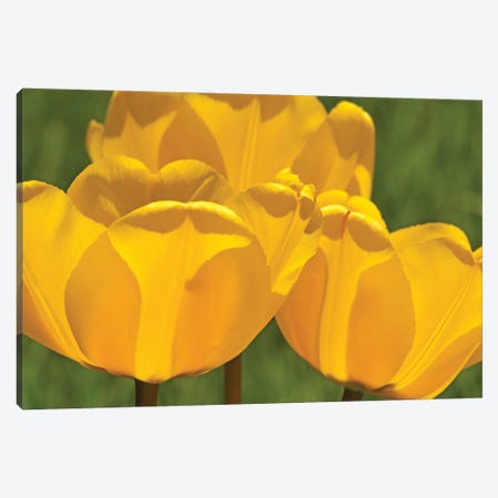 Backlit Yellow Tulip Trio Canvas Print #BWF457} by Brian Wolf Canvas Art