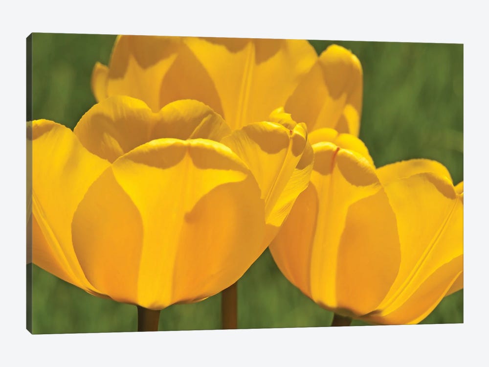 Backlit Yellow Tulip Trio by Brian Wolf 1-piece Canvas Artwork