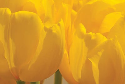 Yellow Backlit Tulips by Brian Wolf art print