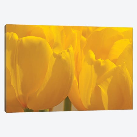 Yellow Backlit Tulips Canvas Print #BWF458} by Brian Wolf Canvas Print