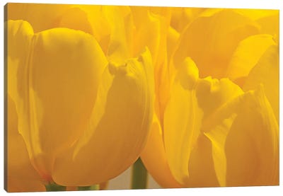 Yellow Backlit Tulips Canvas Art Print - Brian Wolf