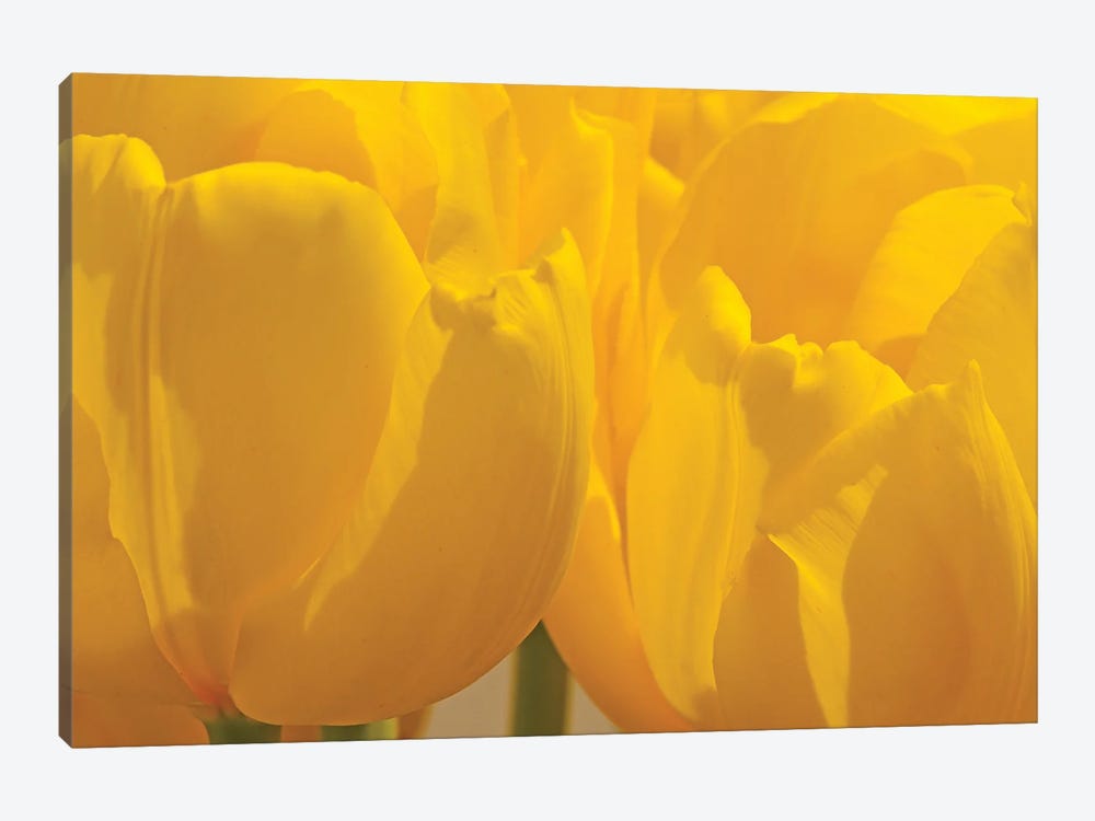Yellow Backlit Tulips by Brian Wolf 1-piece Canvas Art Print