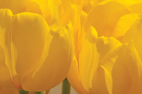 Tulips: Yellow Backlit Tulips by Brian Wolf
