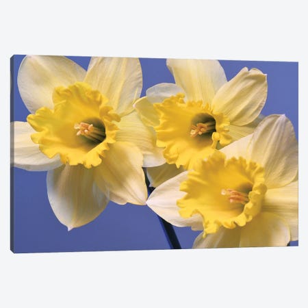 Spring Daffodils Canvas Print #BWF459} by Brian Wolf Canvas Art Print
